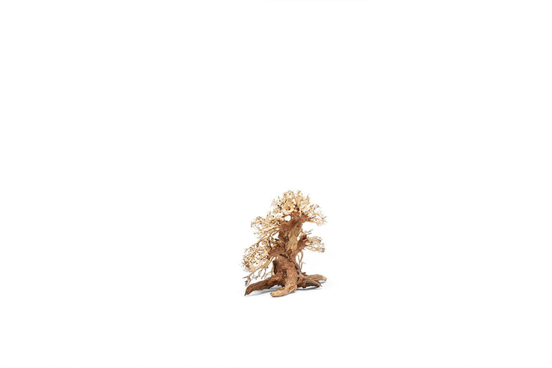 UNSHARDSCAPE UNS Bonsai 002 driftwood piece with intricate natural wood grain and organic shape for decorative bonsai displays