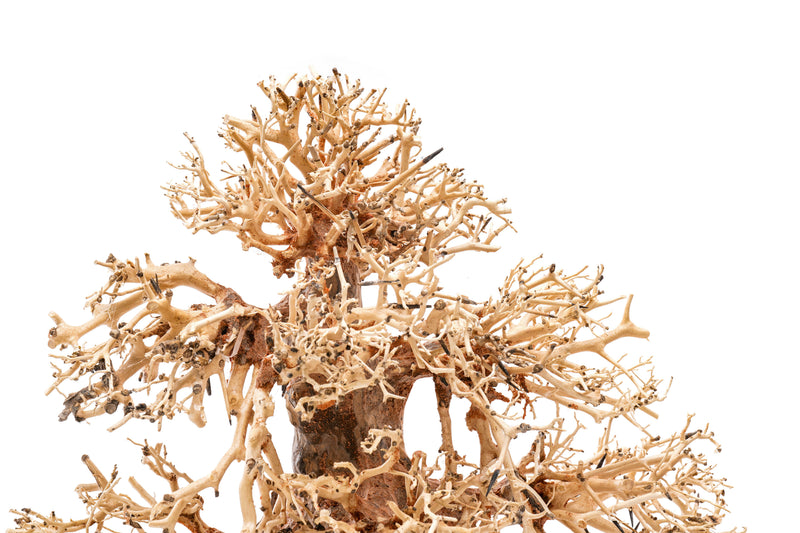 UNSHARDSCAPE UNS Bonsai 002 driftwood piece with intricate natural textures and organic shape for bonsai or decorative displays