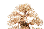 UNSHARDSCAPE UNS Bonsai 002 driftwood piece with intricate natural texture and organic shape for bonsai or decorative display