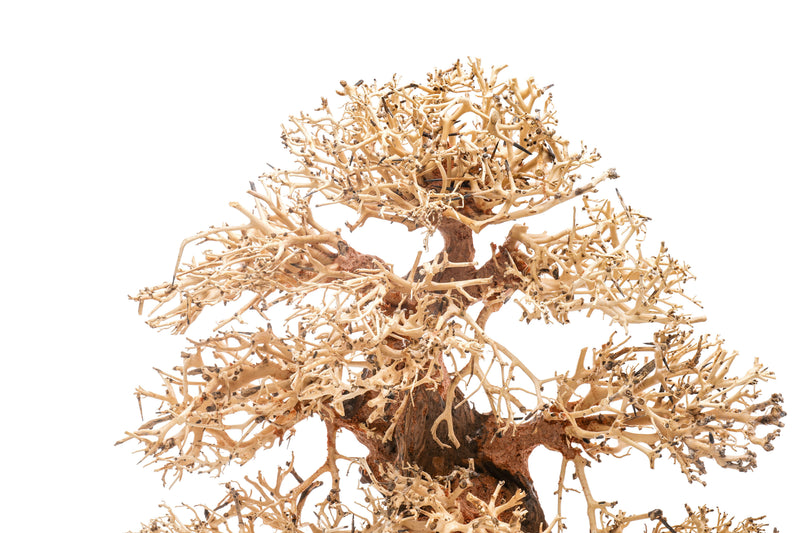 UNSHARDSCAPE UNS Bonsai 002 driftwood piece with intricate natural texture and organic shape for bonsai or decorative display