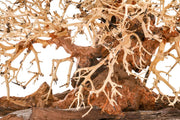 UNSHARDSCAPE UNS Bonsai 002 driftwood piece with intricate natural wood textures on a neutral background.