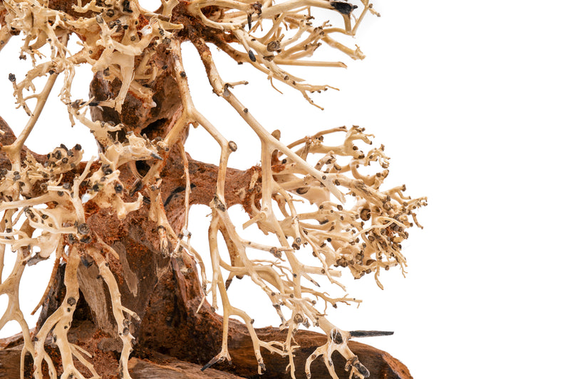 UNS Bonsai 002 driftwood sculpture by UNSHARDSCAPE, natural wood piece with intricate grain details for bonsai decoration.