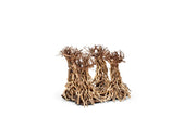 UNSHARDSCAPE UNS Bonsai 003 driftwood piece with intricate natural wood textures and organic shape for bonsai decoration.