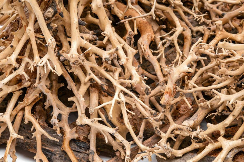 UNSHARDSCAPE UNS Bonsai 003 driftwood piece with intricate natural textures and organic shape for bonsai or decorative displays