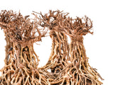 UNSHARDSCAPE UNS Bonsai 003 driftwood sculpture showcasing intricate natural wood details on a neutral background