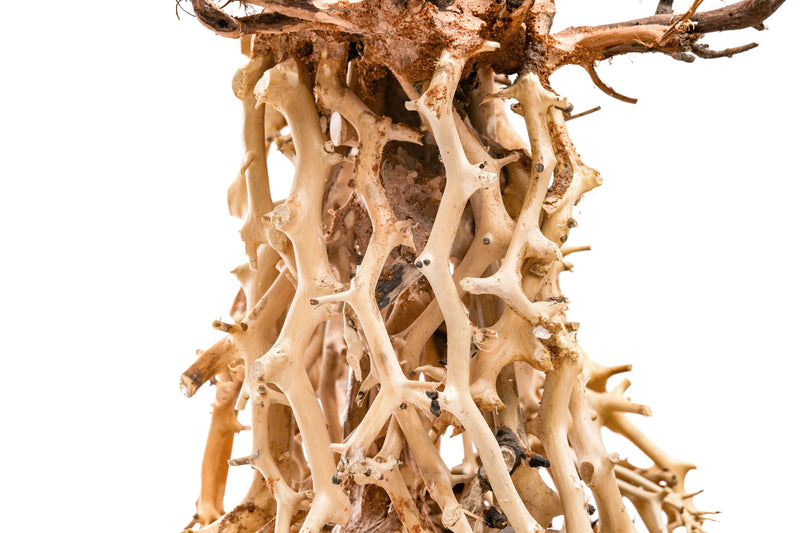 UNSHARDSCAPE UNS Bonsai 003 driftwood sculpture with intricate, natural wood grain and organic shape for decorative display