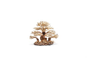 UNSHARDSCAPE UNS Bonsai 004 driftwood piece with natural, textured wood grain on a plain background
