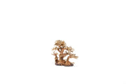 UNSHARDSCAPE UNS Bonsai 004 driftwood sculpture showing intricate natural wood details and organic shape.