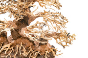 UNSHARDSCAPE UNS Bonsai 004 driftwood piece with intricate natural wood textures and organic shape for bonsai decoration or display