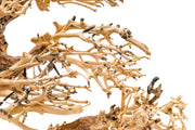 UNS Bonsai 004 driftwood piece by UNSHARDSCAPE, natural wood with intricate textures suitable for bonsai or decorative purposes