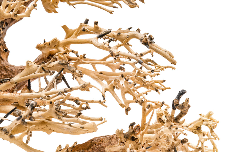 UNS Bonsai 004 driftwood piece by UNSHARDSCAPE, natural wood with intricate textures suitable for bonsai or decorative purposes