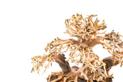 UNSHARDSCAPE UNS Bonsai 004 driftwood piece showcasing natural, textured wood with intricate grain details for bonsai or decorative use.