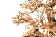 UNSHARDSCAPE UNS Bonsai 004 driftwood piece with natural, textured wood for bonsai or decorative displays.
