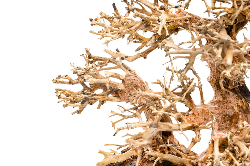 UNSHARDSCAPE UNS Bonsai 004 driftwood piece with natural, textured wood for bonsai or decorative displays.