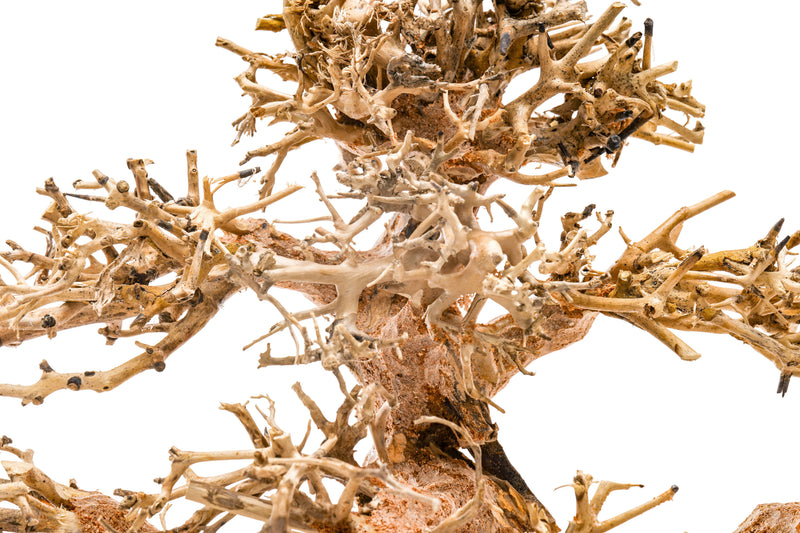 UNSHARDSCAPE UNS Bonsai 004 driftwood piece, natural wood sculpture for bonsai and decorative displays