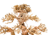 UNSHARDSCAPE UNS Bonsai 004 driftwood sculpture with intricate natural wood grain and organic shape for bonsai display or decor.