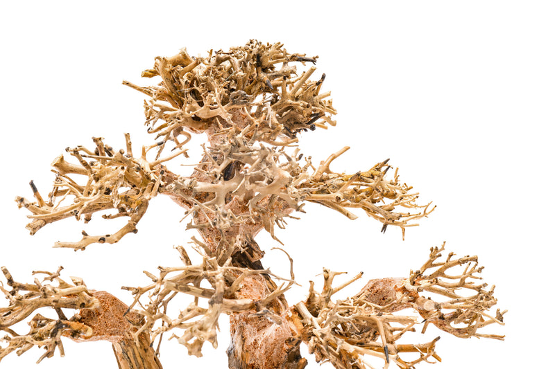 UNSHARDSCAPE UNS Bonsai 004 driftwood sculpture with intricate natural wood grain and organic shape for bonsai display or decor.
