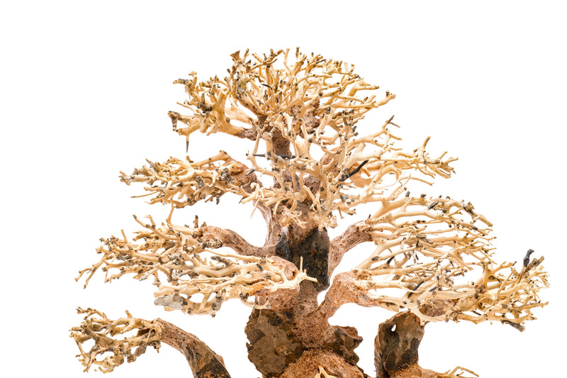 UNSHARDSCAPE UNS Bonsai 004 driftwood piece with intricate textures, natural wood tones, and organic shape for bonsai decoration.