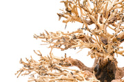 UNSHARDSCAPE UNS Bonsai 004 driftwood sculpture with intricate, natural wood details on a neutral background