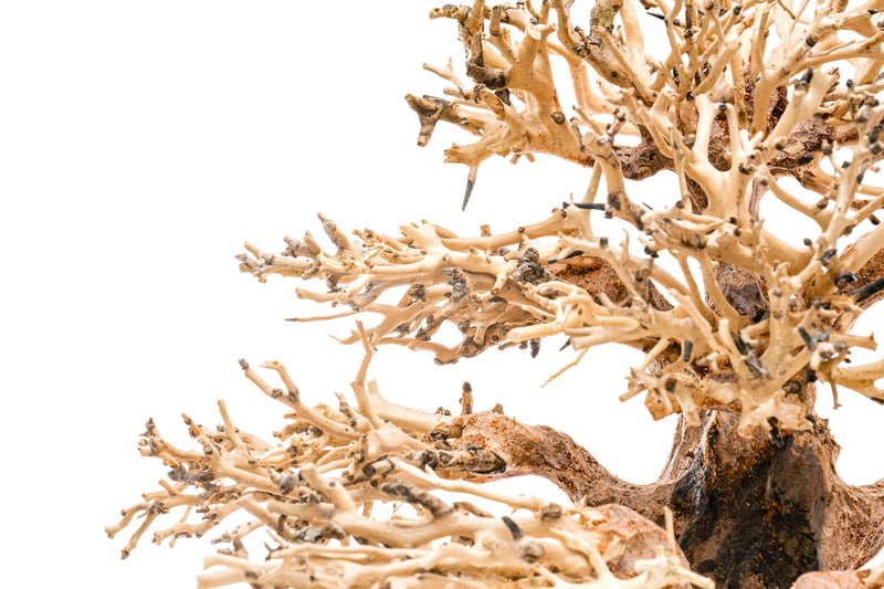 UNSHARDSCAPE UNS Bonsai 004 driftwood sculpture with intricate, natural wood details on a neutral background
