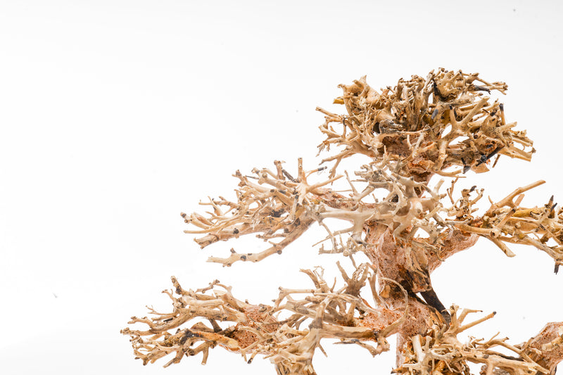 UNSHARDSCAPE UNS Bonsai 004 driftwood piece with intricate natural wood textures and organic shape on a neutral background.