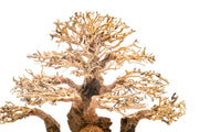 UNSHARDSCAPE UNS Bonsai 004 driftwood piece with intricate natural textures and organic shape for bonsai or decorative displays