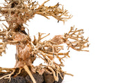 UNSHARDSCAPE UNS Bonsai 004 driftwood piece with natural, weathered texture for bonsai or decorative displays