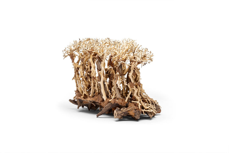UNSHARDSCAPE UNS Bonsai 005 driftwood sculpture showing intricate natural wood details on a neutral background