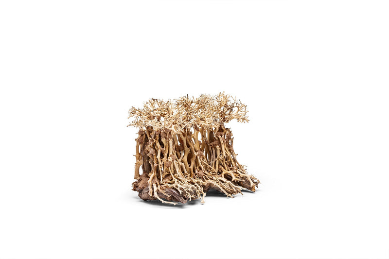 UNSHARDSCAPE UNS Bonsai 005 driftwood piece with intricate natural wood textures and organic shape, ideal for bonsai or terrarium decor.