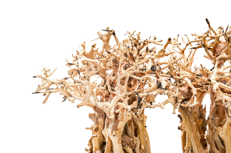 UNS Bonsai 005 driftwood piece by UNSHARDSCAPE, natural wood sculpture with intricate textures and organic shape for bonsai displays