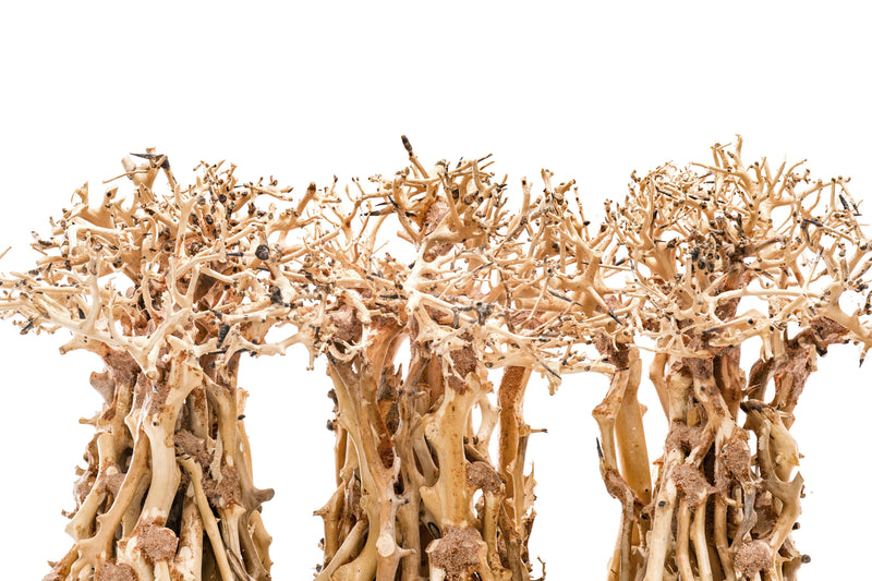 UNSHARDSCAPE UNS Bonsai 005 driftwood piece with natural, twisted wood texture for bonsai or decorative display