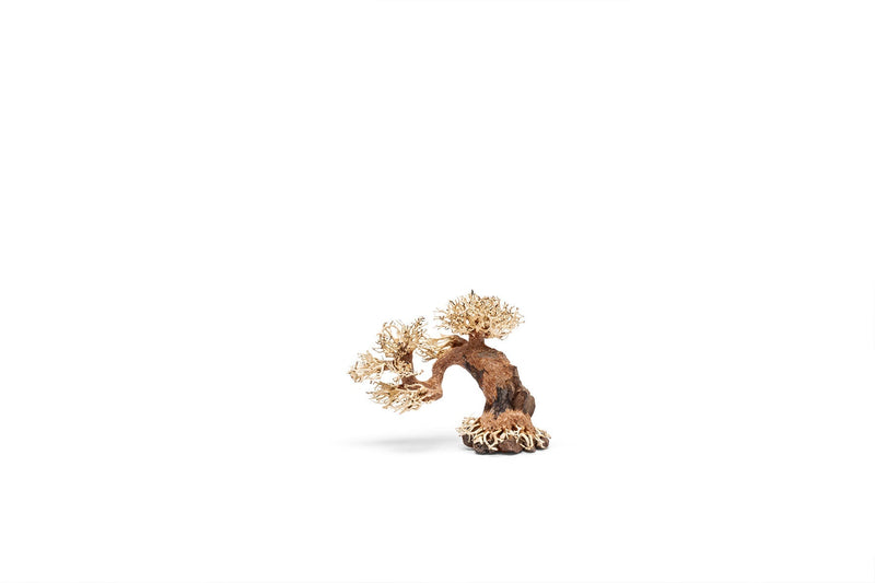 UNSHARDSCAPE UNS Bonsai 006 driftwood piece with natural, textured wood for bonsai or decorative display.