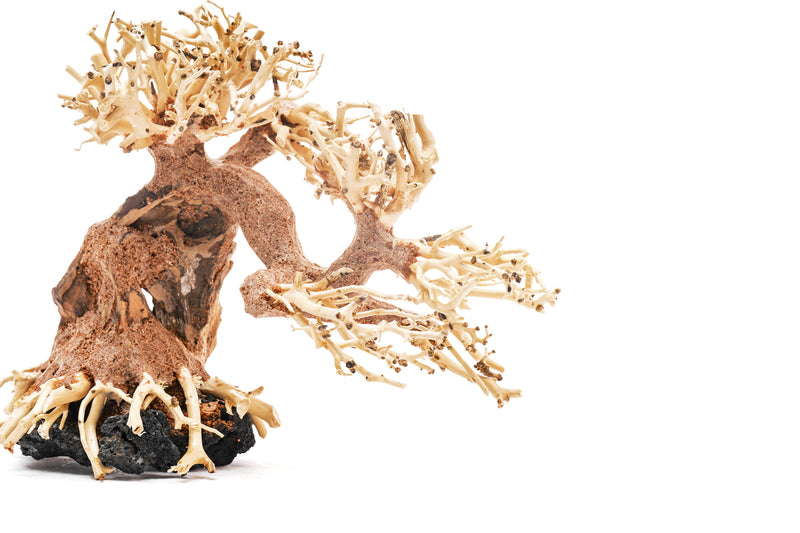 UNS Bonsai 006 driftwood sculpture by UNSHARDSCAPE, showcasing intricate natural wood details on a neutral background.