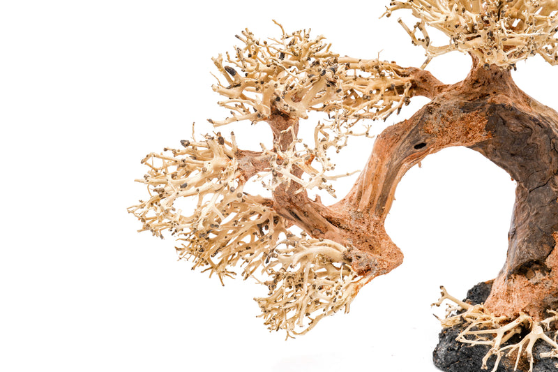 UNSHARDSCAPE UNS Bonsai 006 driftwood piece with natural, textured wood for bonsai or decorative display.