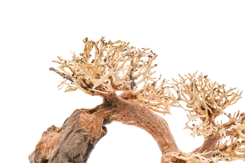 UNSHARDSCAPE UNS Bonsai 006 driftwood piece with intricate natural wood grain and organic shape for bonsai or decorative use