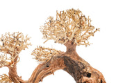 UNSHARDSCAPE UNS Bonsai 006 driftwood piece with intricate natural wood grain and organic shape for bonsai or decorative display