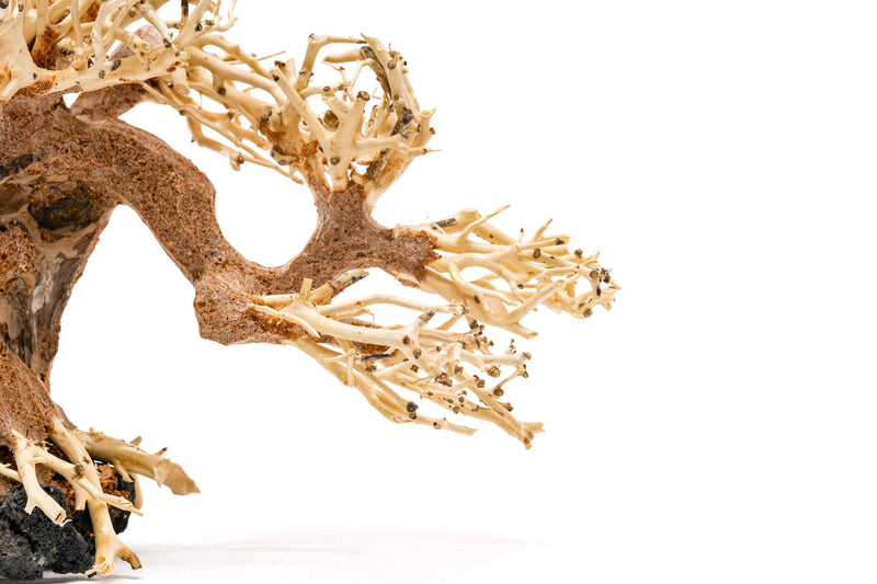 UNSHARDSCAPE UNS Bonsai 006 driftwood piece with intricate natural grain and weathered texture for bonsai or decorative displays