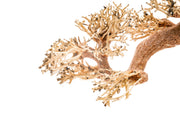 UNSHARDSCAPE UNS Bonsai 006 driftwood piece with intricate natural wood texture and organic shape for bonsai or decorative displays.