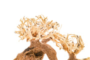 UNSHARDSCAPE UNS Bonsai 006 driftwood piece with intricate, natural wood textures and organic shape for bonsai or decorative displays.