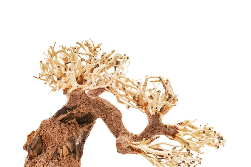 UNSHARDSCAPE UNS Bonsai 006 driftwood piece with intricate natural wood texture and organic shape for bonsai or decorative display