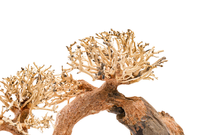 UNSHARDSCAPE UNS Bonsai 006 driftwood piece with intricate natural textures and organic shape for bonsai or decorative display