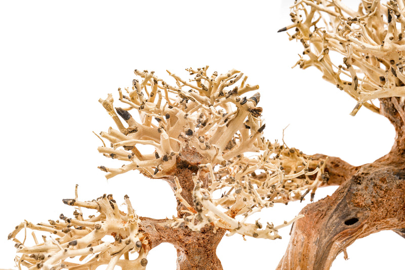 UNSHARDSCAPE UNS Bonsai 006 driftwood piece with natural, intricate wood grain and organic shape for bonsai or decorative display