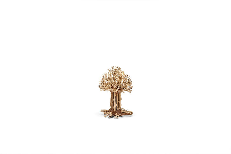 UNS Bonsai 007 Driftwood - Buce Plant