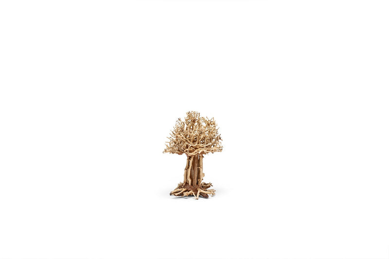 UNS Bonsai 007 Driftwood - Buce Plant