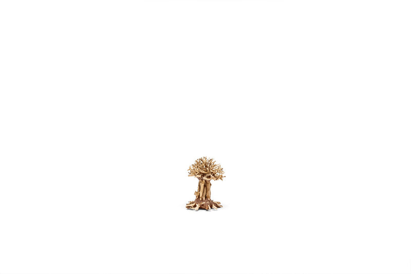 UNS Bonsai 007 Driftwood - Buce Plant