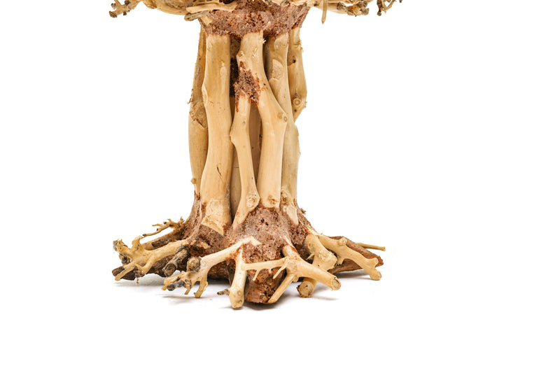 UNS Bonsai 007 Driftwood - Buce Plant