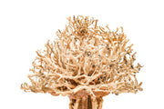 UNS Bonsai 007 Driftwood - Buce Plant