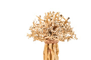 UNS Bonsai 007 Driftwood - Buce Plant