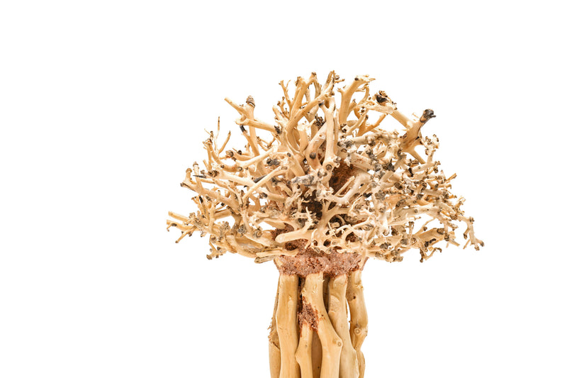 UNS Bonsai 007 Driftwood - Buce Plant