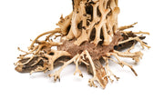 UNS Bonsai 007 Driftwood - Buce Plant